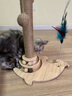 喵丽丝猫抓板猫爬架一体耐磨不掉屑剑麻抓柱耐抓逗猫棒猫咪玩具自嗨解闷 【品质款】四合一海豚猫抓柱50cm 收藏加购优先发货 实拍图