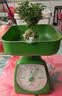 开时果 台湾达摩小叶九里香 桌面微型趣味迷你盆栽绿植盆景源头直发包邮 达摩九里香+六角瓷盆 实拍图