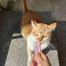 馋小汪猫咪零食猫条妙鲜湿粮包猫零食成猫幼猫营养鱼油猫罐头整箱批发 30支简约装 混合口味 实拍图