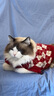 智宙宠物猫咪衣服保暖冬天小狗狗毛衣秋冬保暖加厚比熊泰迪小猫咪衣服 菱形刺绣樱桃毛衣-套头款 L：胸围44cm【建议10-13斤】 实拍图