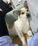 憨憨宠狗狗胸背带 工字背牵引绳中小大型犬柯基金毛防爆冲防挣脱带反光 雾霾蓝胸背带 带反光条 M码 推荐18-36斤内使用 实拍图