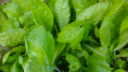 【随种随吃】快菜四季奶油快菜耐热抗病蔬菜快速生长蔬菜种子 快菜种子 3包约3000粒 实拍图
