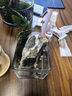 八芽趣味鲜活苔藓微型景观创意室内桌面生态绿植盆栽盆景懒人好养植物 观山罗汉松-小白熊-含竹底托 带玻璃杯 实拍图