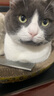 疯狂的主人猫梳子去浮毛猫咪除蚤梳子猫梳毛专用梳狗毛梳子排梳狗狗用品大号 实拍图