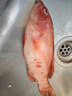 鲟食 海捕东星斑鱼 新鲜冷冻深海石斑鱼生鲜鱼类年货送礼佳品 海捕东星斑 500-600g/条 实拍图