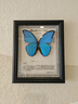 大蓝闪蝶标本【真蝴蝶标本】稀有进口天堂凤蝶摆件 大蓝闪蝶 10寸框 实拍图