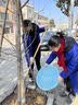 黛陌 银杏树苗南北方种植银杏苗白果苗庭院绿化苗白果树苗占地绿化苗 12公分粗 银杏树 实拍图