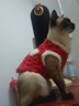 金澳康威宠物用猫咪狗狗猫鼻支犬窝咳感冒发烧兽用双黄连口服液20ml/瓶 实拍图