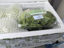 东升农场 东升西生菜 沙拉生菜 圆生菜  火锅食材约400g 广州新鲜配送 实拍图