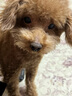 petmatePetmate狗狗玩具球耐咬泰迪金毛互动发声球宠物训练用品球 （发声球）大号1只装 实拍图