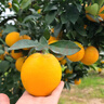 京地达江西赣南脐橙 9斤单果185g+大果甜橙子新鲜水果源头直发包邮 实拍图