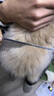克莉斯汀森（Chris Christensen）美国进口宠物排梳美容猫毛梳狗梳开结造型梳浮毛 【507】8.5英寸双齿排梳 实拍图