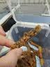 大班指牛肉干五香麻辣香辣香软肉干手撕四川达州特产川渝小吃休闲零食 麻辣味100克 100g 实拍图