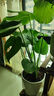御春阁 室内客厅办公室大型盆栽绿植花卉盆景 龟背竹 室内绿色盆栽花卉 实拍图