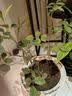 行湘爬藤月季花卉绿植盆栽阳台花园地栽 夏洛特20cm左右2棵 源头直发 实拍图