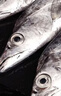 卖鱼七郎青岛带鱼礼盒10斤 16-25条整条带鱼海鲜年货送礼生鲜鱼类源头直发 实拍图