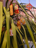 迪普尔新年装饰小挂件2025蛇年过年春节盆栽绿植吊饰发财树福字挂件套装 实拍图