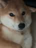 蔻丝狗笼子小型犬中型犬室内家用带厕所分离折叠免安装狗笼子柯基柴犬 加粗特厚方管【78*54*70】博美  实拍图