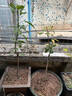 君扬广西芒果树苗 青皮芒果嫁接苗台农贵妃澳芒 家庭盆栽金煌桂七凯特 红贵妃芒果苗 两年苗50-60CM高（带土带叶） 实拍图