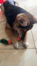 阿莫尔狗狗玩具耐咬磨牙幼犬球宠物发声惨叫鸡狗发声玩具训练逗狗互动 热门三件套 中型犬适用 实拍图
