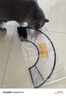 伊丽莎白圈猫咪狗狗项圈绝育圈宠物防咬圈术后防舔宠物伊莉莎白圈 【白色款】4号【适用10-15斤】 无规格 实拍图