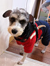 憨憨宠宠物狗狗衣服 狗衣服中小型犬泰迪衣服冬季加绒加厚背带裤猫衣服 红色背带裤XL号推荐13-16斤宠物 实拍图