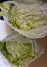 【顺丰】山东有机胶州大白菜 青岛三里河原产炖菜 新鲜当季蔬菜 4颗  16-20斤 实拍图