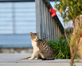 佳能（Canon）RF100-500mm F4.5-7.1 L IS USM 超远摄变焦镜头【滤镜防护套装】 实拍图