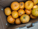 万春寨福建永春正宗芦柑精品大果10斤礼盒装原产地新鲜水果橘子丑桔柑桔 【优选大果】果径75mm带箱10斤装 实拍图