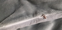 雅鹿 牛奶绒被套单件双面绒珊瑚绒被罩冬季 加厚保暖加绒被芯套 绅士灰NS 【被套单件】180x220cm 实拍图