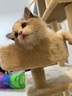 华元宠具（hoopet）猫爬架小户型猫窝猫树一体中型剑麻猫抓柱立式猫架子猫玩具猫抓板 实拍图