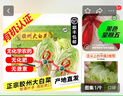 【顺丰】山东有机胶州大白菜 青岛三里河原产炖菜 新鲜当季蔬菜 【特价款】1颗 3-4斤 实拍图