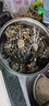 缤鲜 澳洲波士顿龙虾熟冻大波龙净重400-500g/只海鲜水产年货源头直发 实拍图