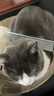 疯狂的主人猫梳子去浮毛猫咪除蚤梳子猫梳毛专用梳狗毛梳子排梳狗狗用品大号 实拍图