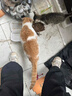 迈路士猫粮牛肉味鱼肉味成猫幼猫通用型全价猫粮营养均衡增肥长肉天然粮 牛肉味冻干3拼猫粮（店长推荐） 5斤 实拍图