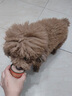 HELLOJOY狗狗零食鸡肉罐头6罐*85g成幼犬拌狗粮湿粮罐头非主食罐头 实拍图