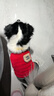 喵先生 宠物狗狗衣服小型犬泰迪衣服冬季狗衣服小狗幼犬衣服四脚棉 红色格子四脚裤XL码建议11-15斤 实拍图