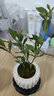 八芽小叶栀子花盆栽开花植物室内桌面茶几好养花卉绿植办公室净化空气 栀子花-陶瓷竖纹盆-紫砂托-方托 带盆栽好 实拍图