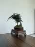 瀚林怡景（HANLINYIJING）文竹盆栽山水盆景植物室内客厅桌面办公室绿植花卉云竹四季常青 文竹-紫砂盆-木座 实拍图