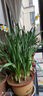水仙花种球年宵绿植花卉室内水培桌面盆栽植物土培种球 水仙种球 【活动款】水仙种球8粒(7-8cm) 实拍图