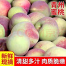璞煜苑【预售】山东青州蜜桃 春雪蜜桃  甜蜜秋桃毛桃多汁桃子 净重 4.5-5斤斤优选 实拍图