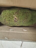 保蓉生鲜水果俱乐部海南菠萝蜜新鲜水果现发精品黄肉菠萝蜜 10-14斤 菠萝蜜 实拍图