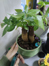 春枝韵发财树室内盆栽植物花卉小绿植客厅办公室金钱树大盆景 三杆发财树(梅青收腰瓷盆) 含盆 实拍图