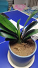 带盆带土6年大苗绿植盆栽室内精品花卉君子兰花苗花卉室内花卉鲜花花卉室内盆景盆栽绿植君子兰苗素颜 短叶和尚8-10片带盆带土 实拍图