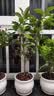 开时果 四季桂花树苗盆栽老桩浓香型花卉 室内植物客厅阳台好养绿植盆景 【家居点缀】精品桂花/40-50cm+不规则瓷盆 基地直发 实拍图