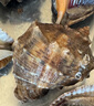 海宏盈【活鲜】 青岛大海螺鲜活 1500g 海鲜贝类生鲜 大规格共10-12只 1000g 实拍图