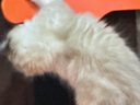 INSTINCT百利猫粮无谷鸡高蛋白鸡生鲜鸡冻干猫粮三文鱼幼猫猫粮成猫全阶段 经典无谷鸡肉幼猫粮60g 实拍图