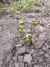 CHUANGSHIJI沙糖桔树苗南方北方种植橘子树苗柑桔果树果苗嫁接砂糖地栽盆栽 2年精选苗 (后年结果) 81cm(含)-110cm(含) 实拍图