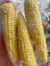 千牛优福新鲜甜玉米笋250g 迷你玉米棒小玉米芯仔水果玉米 1斤 实拍图