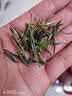 鸾雀珍稀白茶2025年明前茶采摘新茶口粮新茶正宗春茶浙江原产耐泡绿茶 250g半斤 实拍图